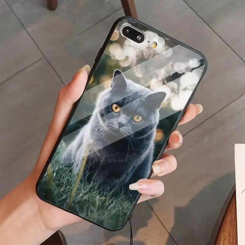 

Webbedepp British Shorthair cat Phone Case Tempered glass For iphone 5C 6 6S 7 8 plus X XS XR 11 PRO MAX