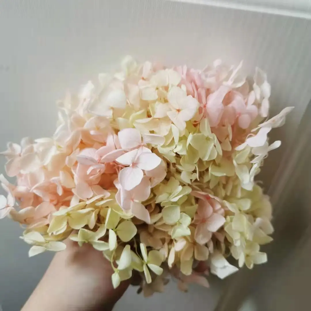 5 г/лот Гортензия Анна класса А природная свежая Цветочная головка DIY Подарочная