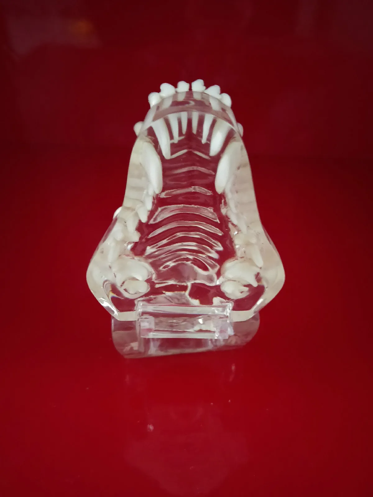 Transparent Resin Dog Anatomical Teeth Teaching Demonstration Veterinary Animal Skeleton Crystal Specimen Dentition Model |