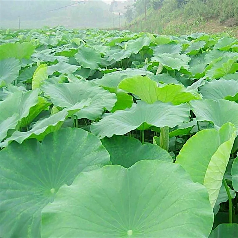 

15pcs High quality pure natural dried whole dried lotus leaf 18-30cm Raw color