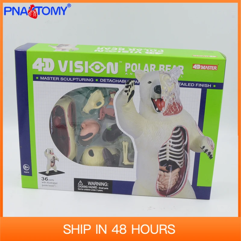 

4d master puzzle Assembling toy Animal Biology organ anatomical Polar bear model medical teaching