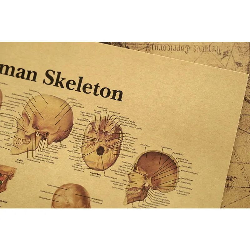Human bones detail cross-section diagram illustration diagram kraft paper retro poster classroom museum decoration wall stickers
