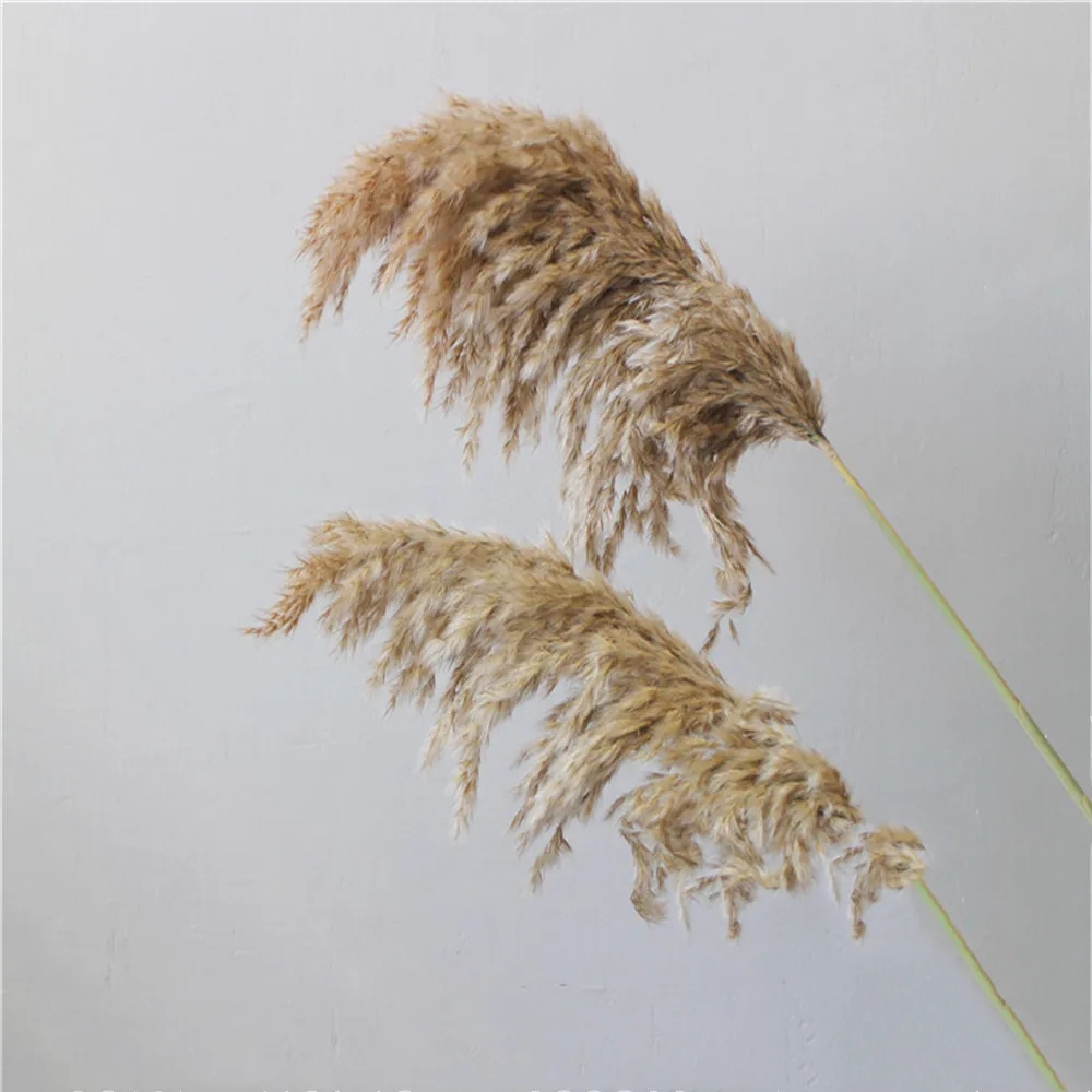 20 шт. засушенный натуральный пампасная трава Phragmites munis, свадебные цветы 50-55 см высотой для домашнего декора номинальные сушеные цветы