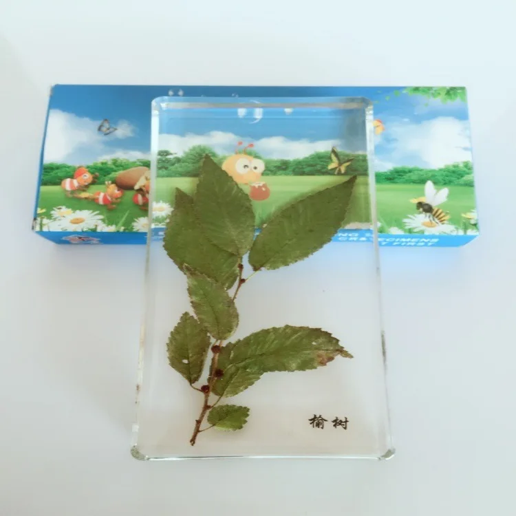 Листья улм встроенный образец улмус пумила листья реальные растения лист