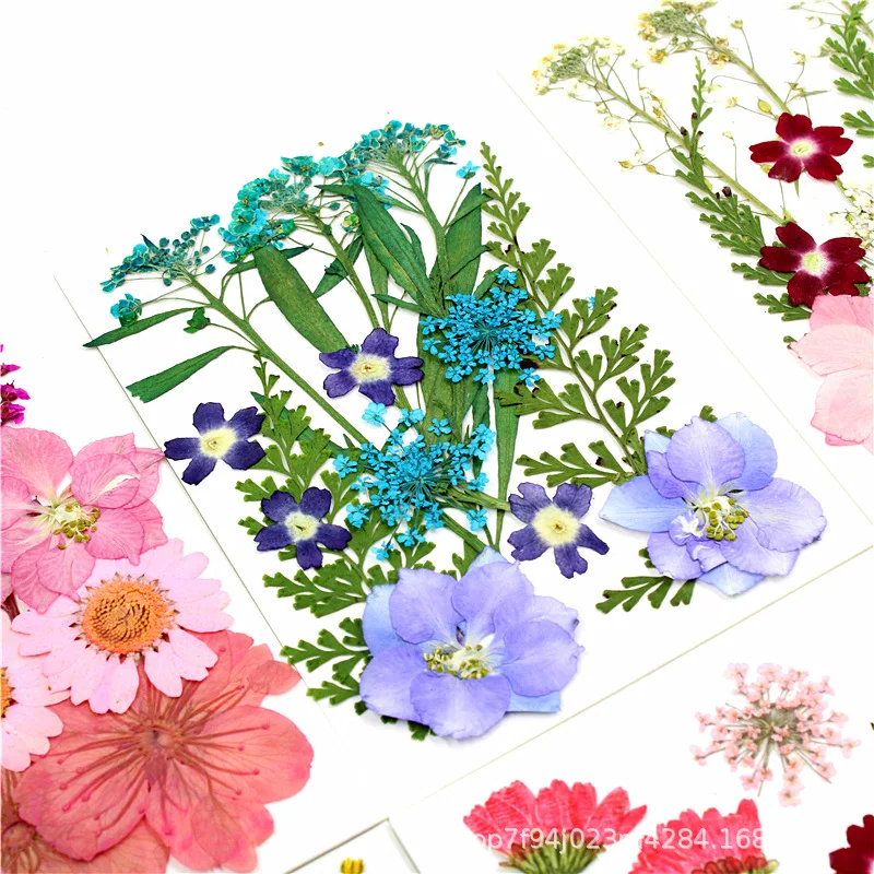 Цветной прессованный цветок сушеный натуральный Маргаритка гербарий цветочное