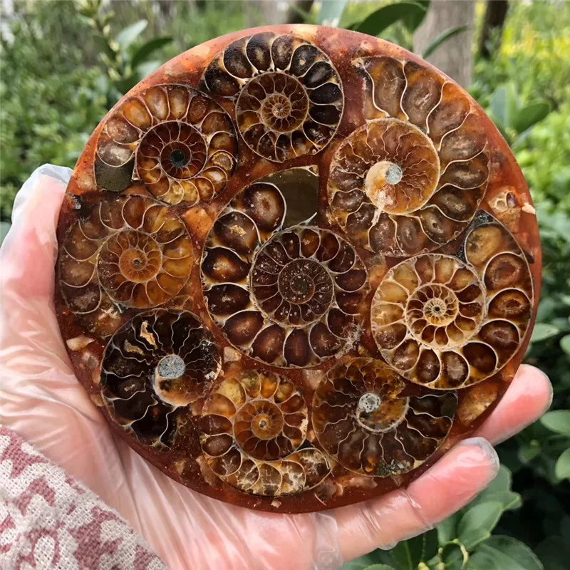 Натуральный аммонит PRETTY NAUTILUS Мадагаскар фотография 12 см | Дом и сад