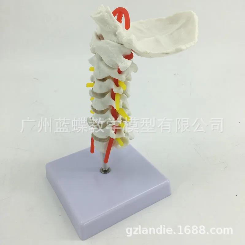 1:1 натуральный размер человеческий шейный позвонок каротидная артерия модель