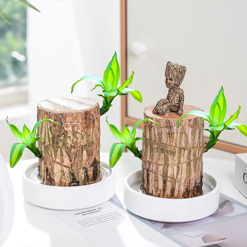 

Brazil Wood Hydroponic Potted Plant Indoor Lucky Wood Potted Hydroponic Office Desktop Green Plant Lucky Home Decor Fairy Garden