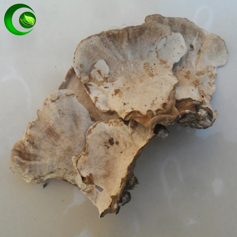 Coriolus Versicolor Rainbow Conk Turkey Tail Mushroom Yunzhi Powder |