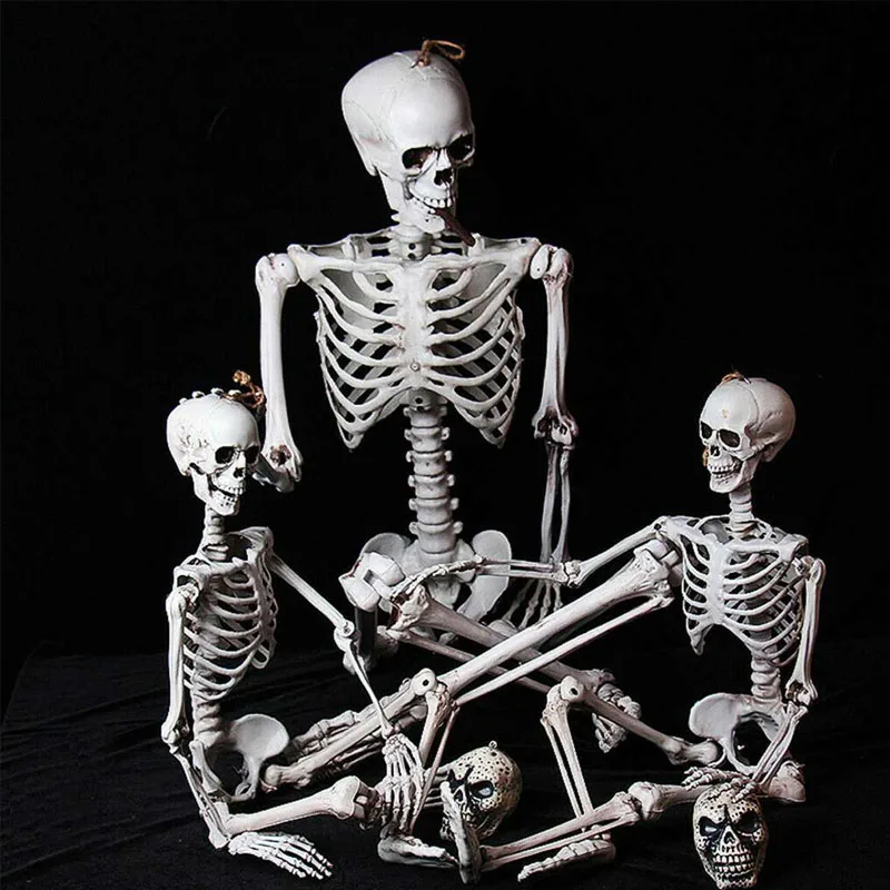 Модель скелета skeleto в стиле 170 см | Канцтовары для офиса и дома