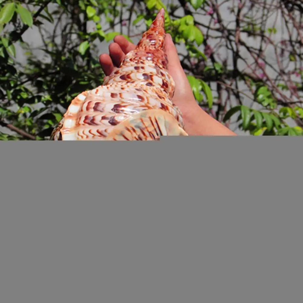 

Natural Conch Shell Flat Mandarin Wing Snail Specimen Imported Tank Decoration Rare Fish Specimen Landscaping Collection Gi E0R8