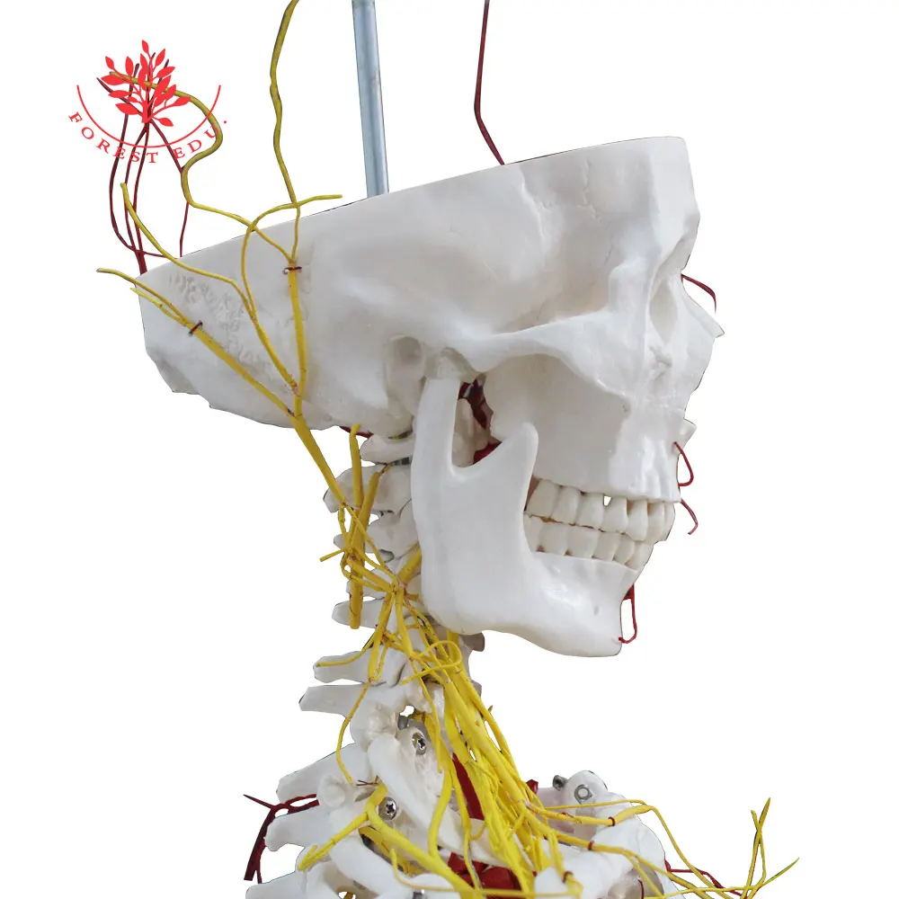 Модель скелета в натуральную величину 176 см с цельными нервами и артериями |
