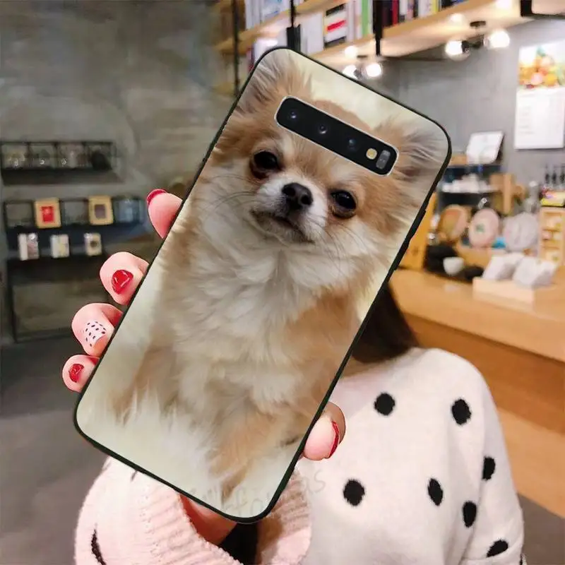 

cute lovely Animal Chihuahua dog Phone Case For Samsung A50 A51 A71 A20E A20S S10 S20 S21 S30 Plus ultra 5G M11 funda shell