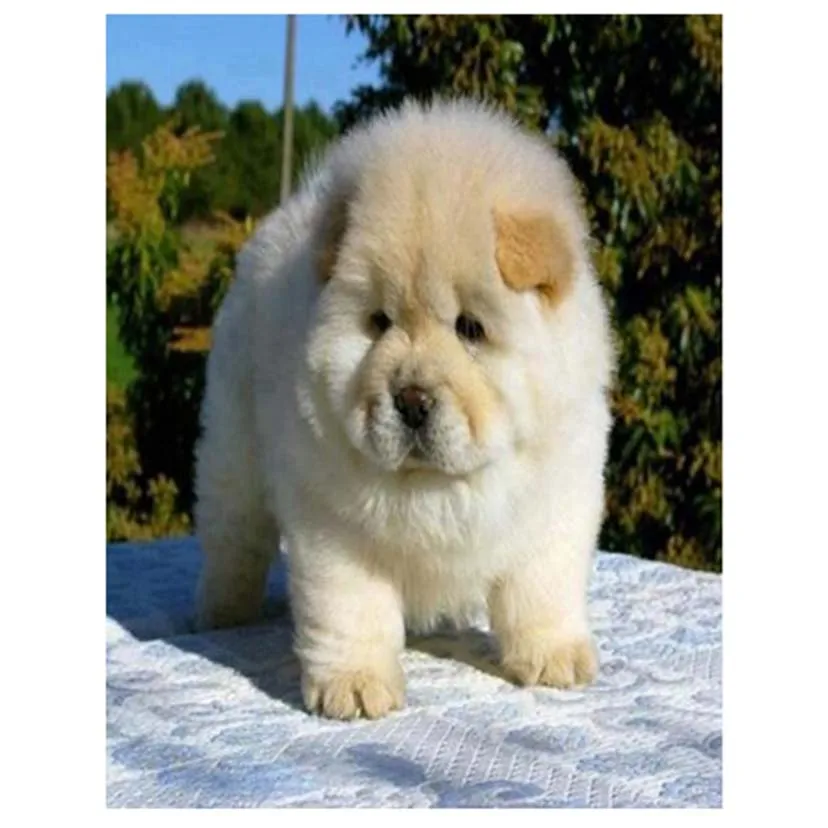 Набор для алмазной вышивки сделай сам FH923 картина из квадратных страз с