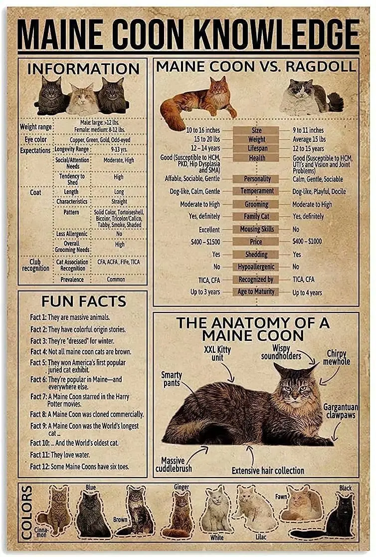 

Vintage Metal Sign Wall Decal Maine Coon Knowledge Knowledge Tin Sign,Wall Art Metal Poster for Home Bar Cafe Pet Shop Decor