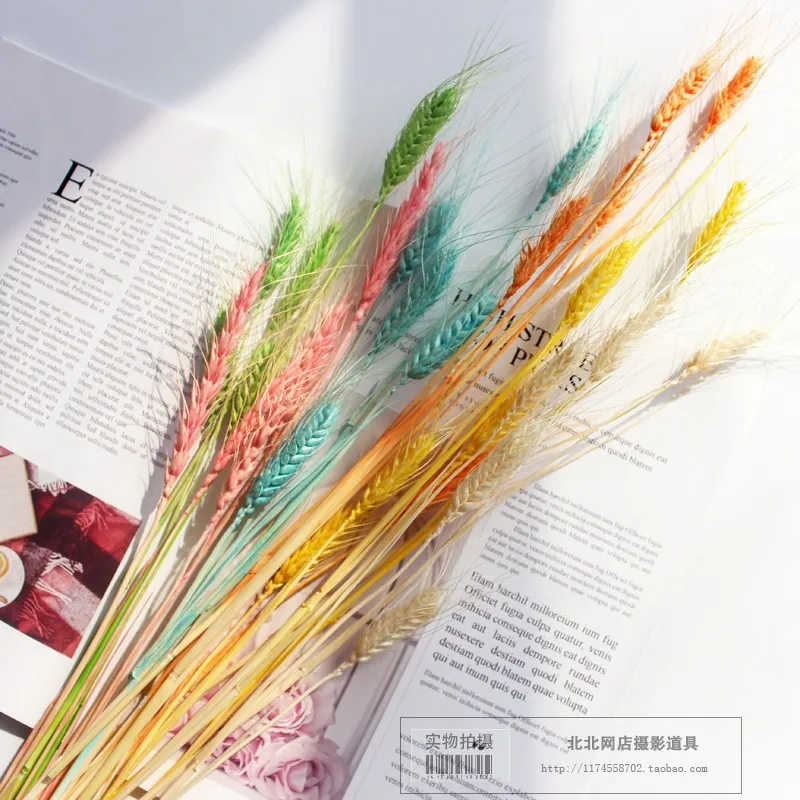 50 шт. засушенный натуральный пшеничный пищевой фон для фотосъемки с цветными