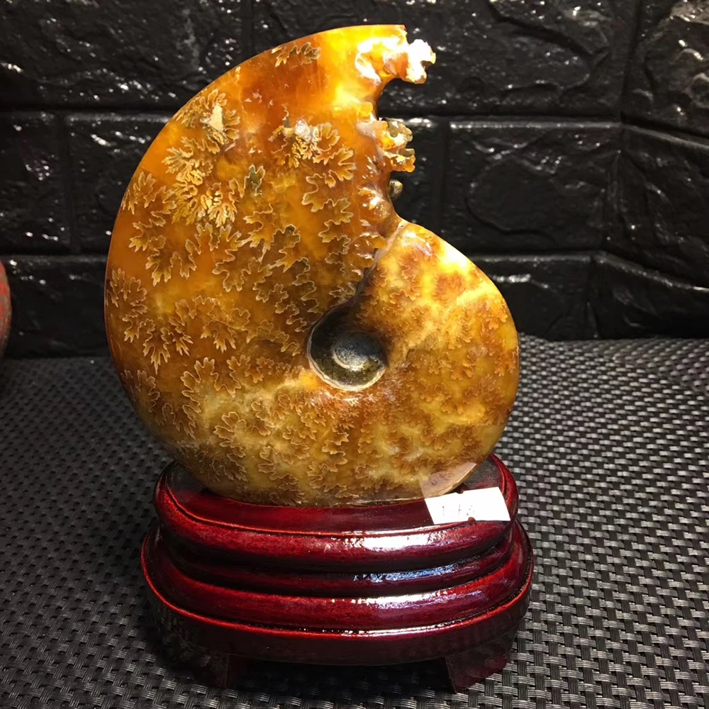 Бутик! Океанская раковина из нефрита натуральный аммонит океанская Декор для