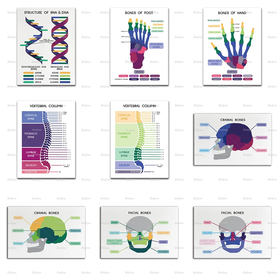 Человеческий анатомический плакат черепа ног кости рук РНК и ДНК позвоночник