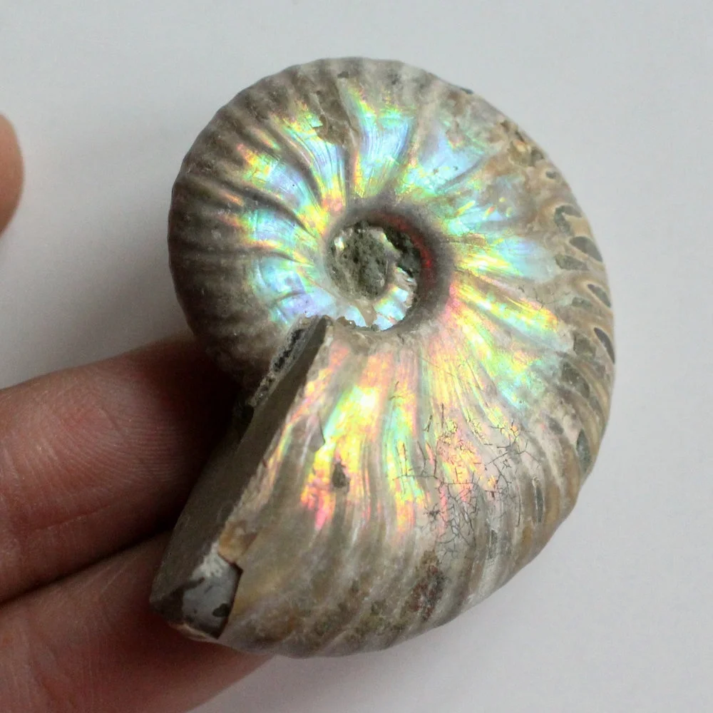 1 шт Immemorial аммония Fossil Shell Красочные shell коллекция минеральных образцов|Камни| |