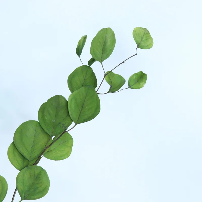

Real Dried Faux Eucalyptus Leaves Artificial Greenery Floral Holiday Centerpiece Wedding Decorations Decor Afloral Preserved