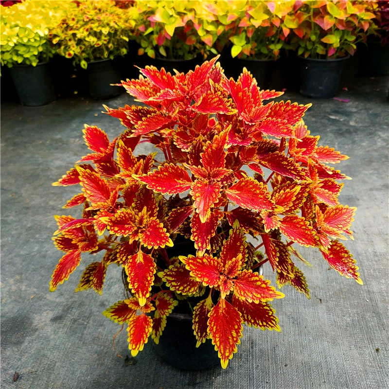 

100Pcs Coleus Scutellarioides Seeds Potted Coleus Blumei Flower Bathroom Cabinet Plant Garden Colored Grass Home Furniture FR-82