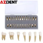 Демонстрация постоянного зубного протеза 1:1, 28 шт., модель для обучения стоматологии, имплантат, Стоматологический Продукт