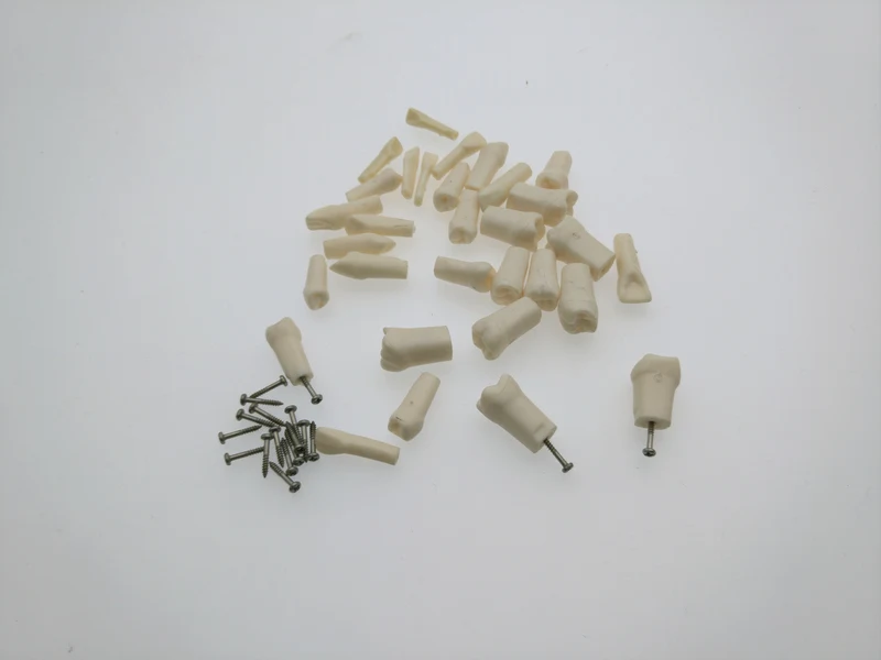 Зубные зубы 32 шт Анатомия Корона и прямой корень | Красота здоровье