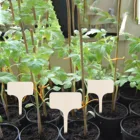 10 шт., Т-образные бамбуковые наклейки для растений