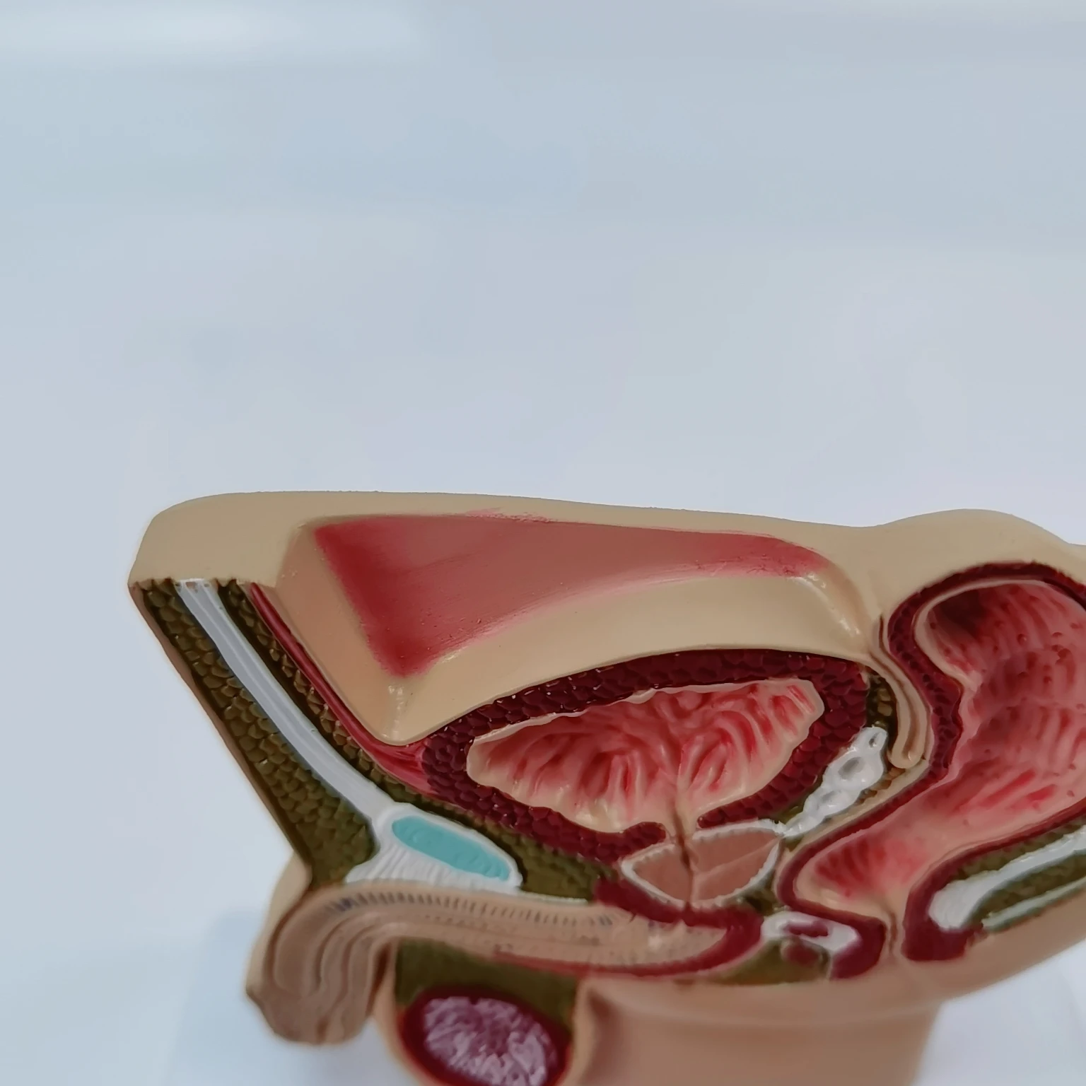 Мужская модель таза анатомическая мочевая система медицинское оборудование