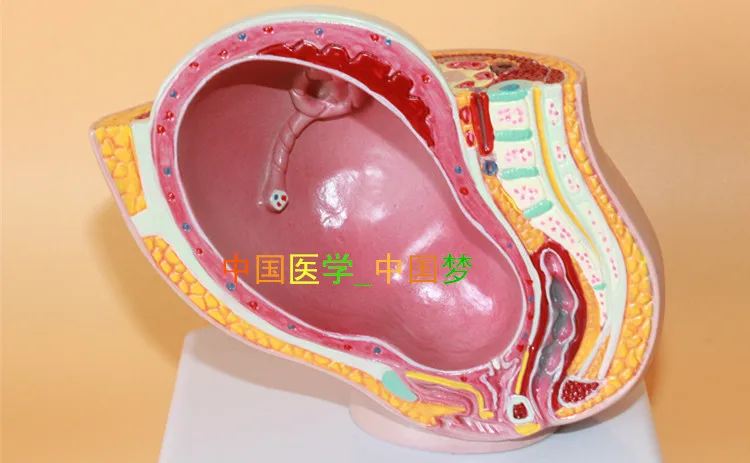 Женский таз модель эмбриона девять месяцев беременности развития матки плода |