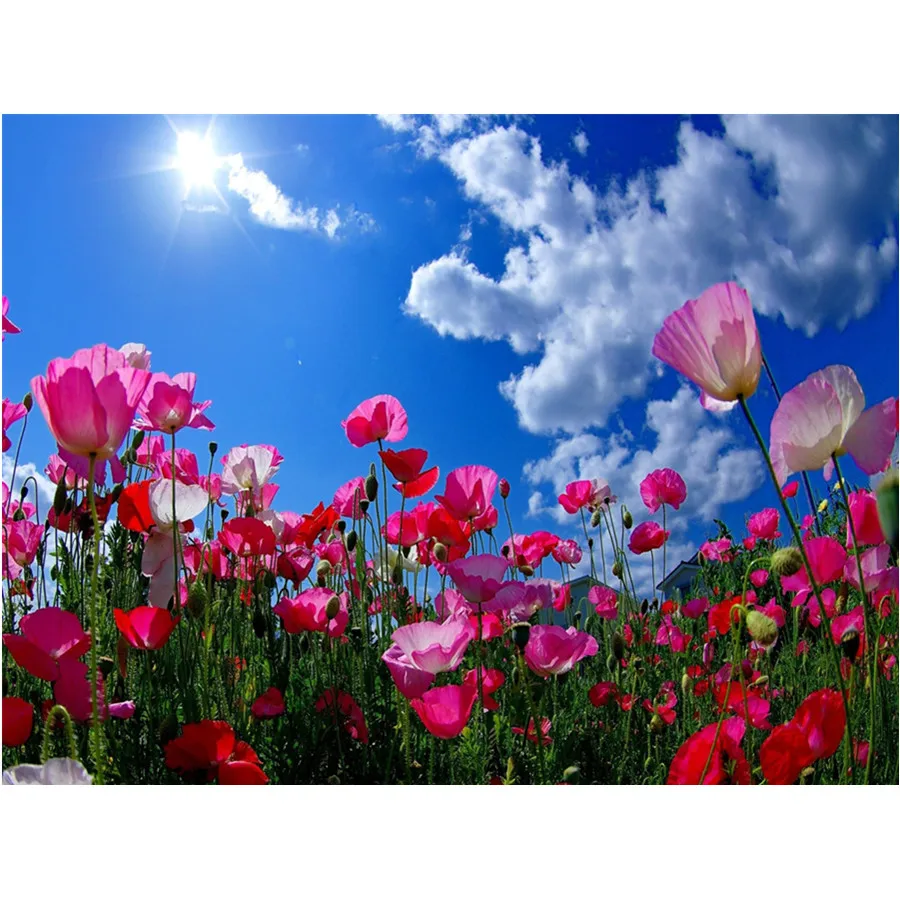 

5D Diamond Painting Scenic Flower Poppy diamond embroidery Full square cross stitch rhinestone home decoration gift