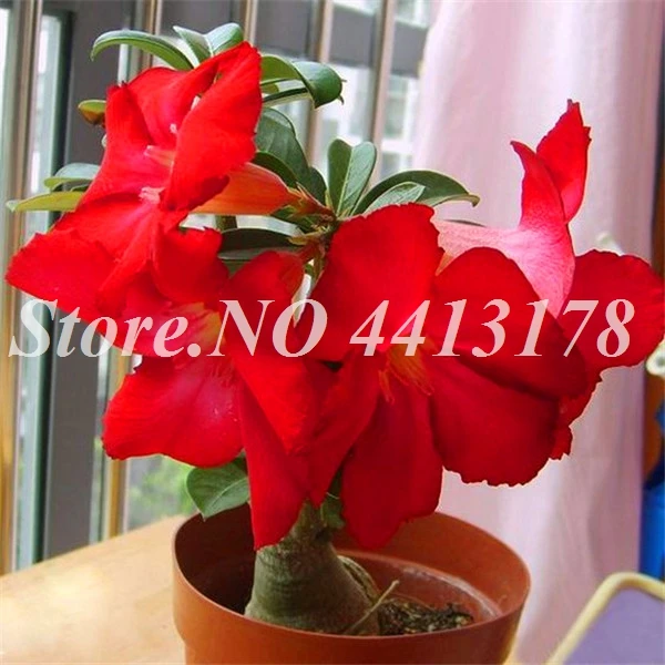 Пустынная Роза Adenium Obesum аксессуары для украшения дома искусственные
