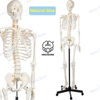 human skeleton model for anatomy life size medical with nervous system 70 8 in with rolling stand for medical study