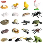 Oenux милые животные цикл роста моделирование насекомых ферма курица морская черепаха муравей фигурки модель фигурки героев детское образование детские игрушки