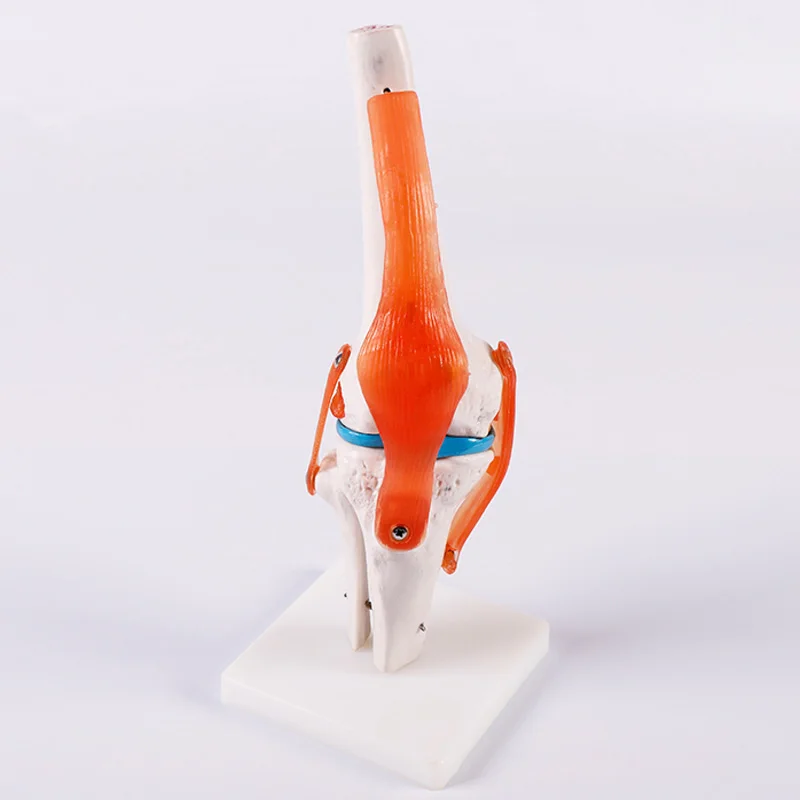 

Human Natural Size Knee Joint Anatomical Model Anatomy Skeleton Model with Ligaments BIX-A1025