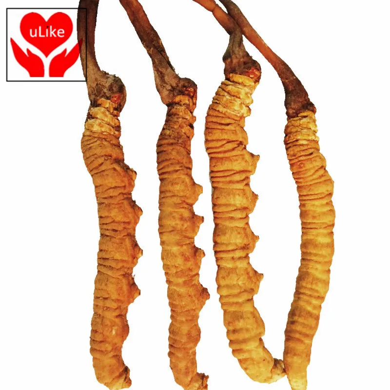 

Wild Organic Cordyceps Sinensis, Boost Energy, Reduce Stress for Men and Women