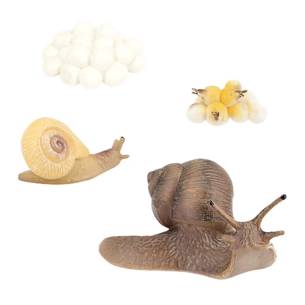

Plastic Snail Growth Life Cycle Playset Educational Cognitive Classroom Toys