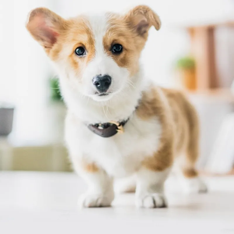 Модные носки для домашних животных 4 шт./компл. хлопковые с защитой от царапин