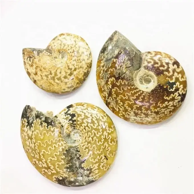 

MOKAGY 9cm - 10cm Natural Polished Big Size Ammonite Fossils for Decoration 1pc