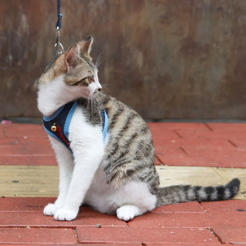 Простой Регулируемый ошейник для кошек безопасный с тягой бабочка колокольчиком