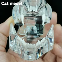 dental cat transparent tooth model dental cat teeth dentition model dental education animal teeth model for dental lab equipment