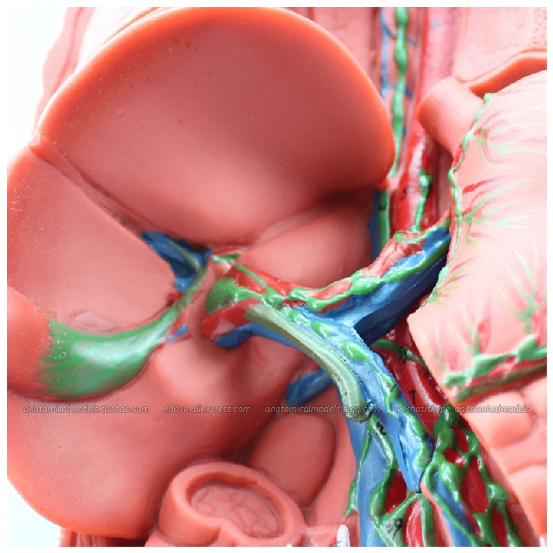 12489/анатомическая структура лимфатической системы медицинская научная