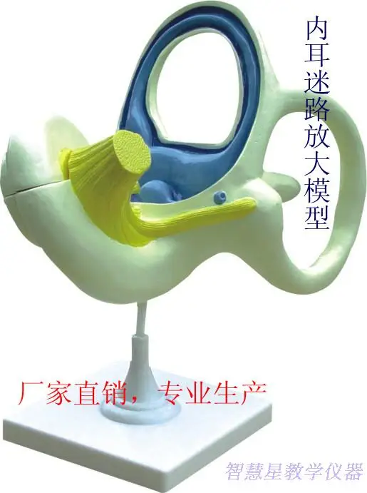 inner ear scale-up model Cochlear nerve model Medical teaching aids 18X 16cm*23cm*9cm