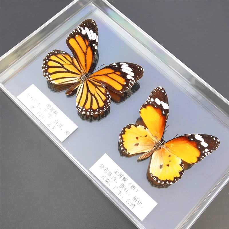 56 real butterfly specimens ornaments insect spreading wings specimen box monarch decoration | Дом и сад