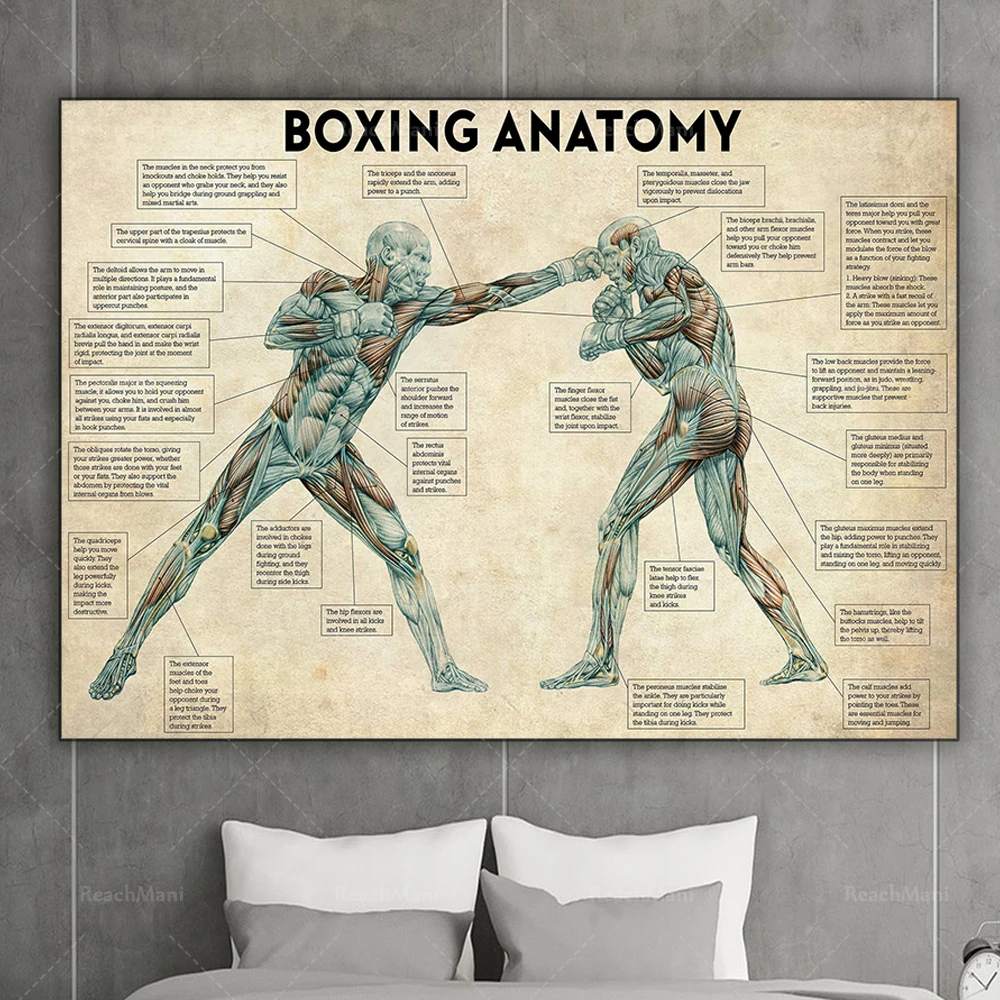 

Boxing anatomy poster, boxing knowledge poster, boxer’s gift, boxing art print