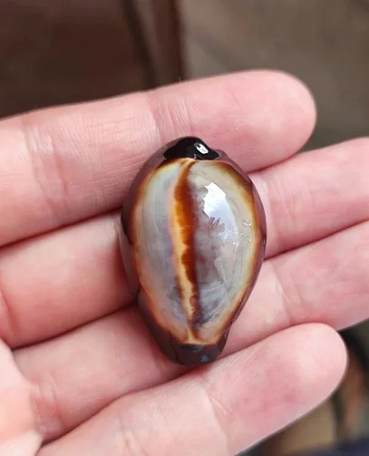 

Super rare Hainan agate snail, extremely beautiful, 4cm