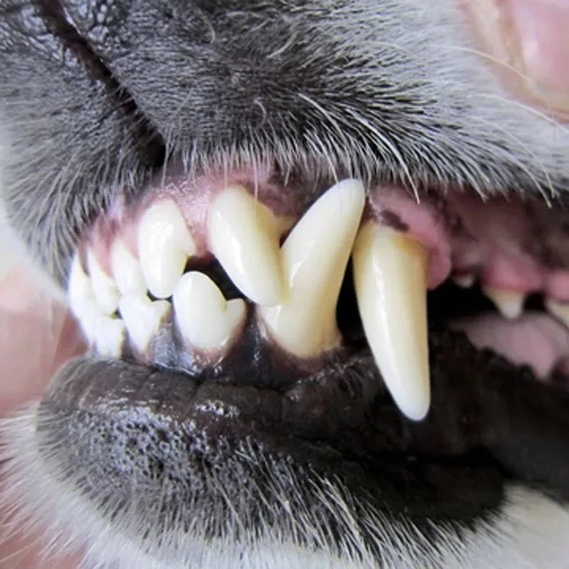 New Pet Spray Dog Oral Care Bad Breath Teeth Cleaning Freshener Plaque Removing NE | Дом и сад