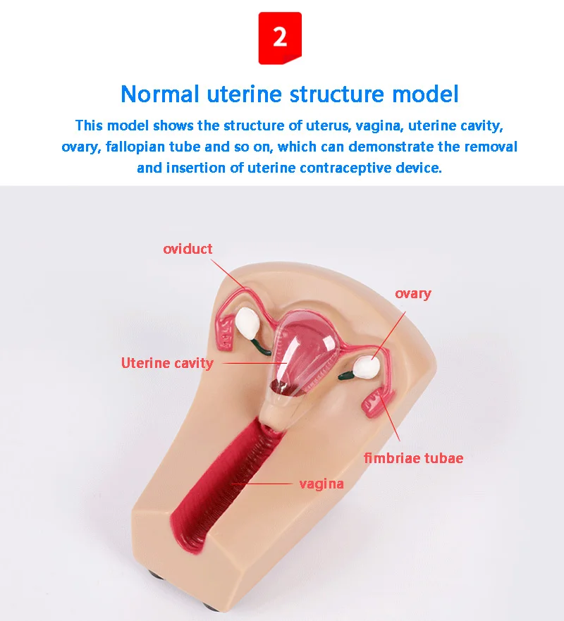 Шиньон женский ВМС внутриматочное контрацепции Учебная модель медицинские