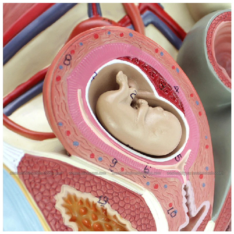 

12472 / Human Female Pelvis Model with Removable Infant, Medical Science Educational Teaching Anatomical Models