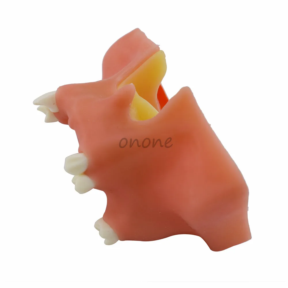 Модель зуба имитирующая рот для поднятия зубной пазухи 1 шт.